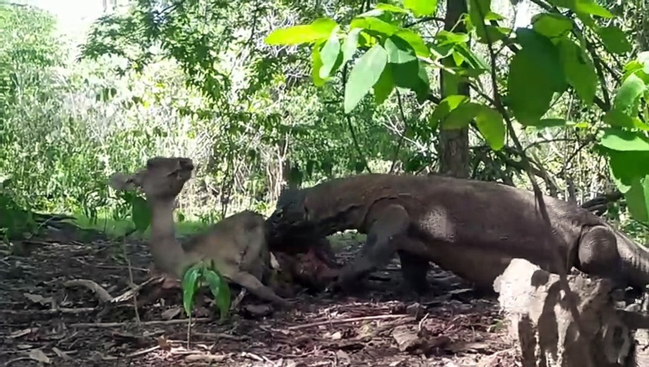 komodo dragon swallow deer 