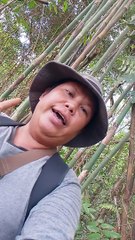 look for bamboo shoots