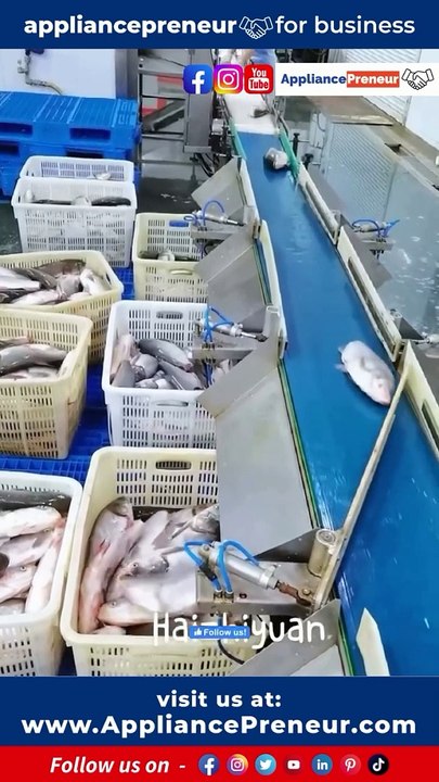 Innovating Seafood Sorting with a Fish Size Sorting Machine #seafood #fishing Advanced Fish Size Sorting Machine. Designed to streamline the sorting process, this cutting-edge technology ensures precise categor (1)