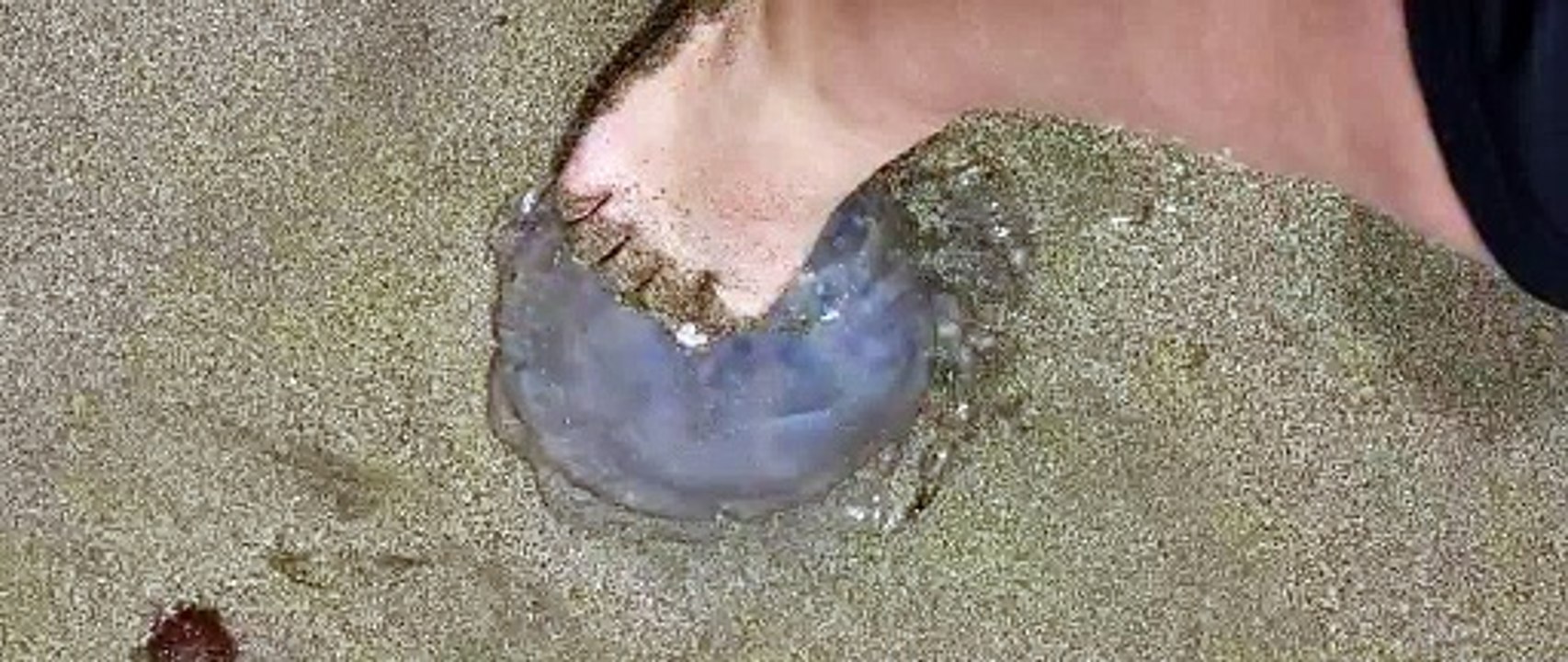 Aparece en la orilla de Las Canteras una aguaviva XXL