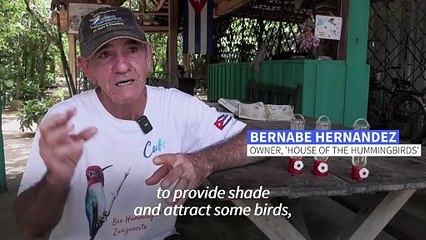 In Cuba, a man's garden turned sanctuary for the world's smallest bird
