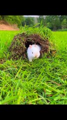 Bunny fun video _ funny clip _ Bunny eating