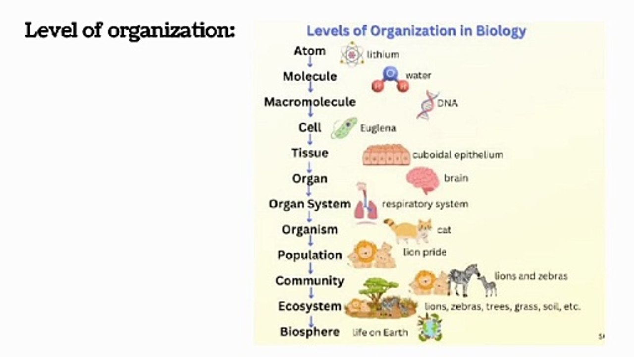 level of organizationin human body| chap # 1 | Introduction to Biology| class 9th| Lec # 9 (i)