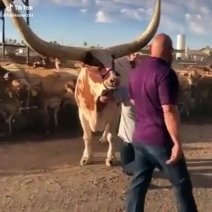 very beautiful cow