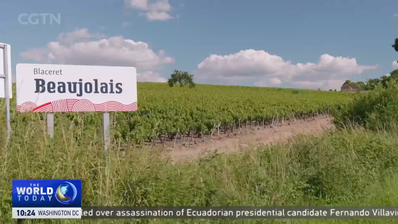 How French vineyards are dealing with climate c...