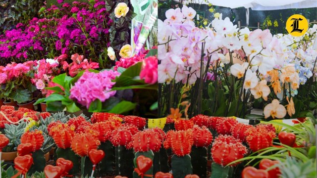 Jarabacoa florece de personas con el Festival de las Flores