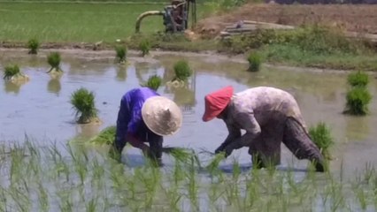 Rice fields, the people and the villages nearby...