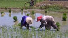Rice fields, the people and the villages nearby...
