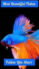 Most Beautiful Fishes ke video