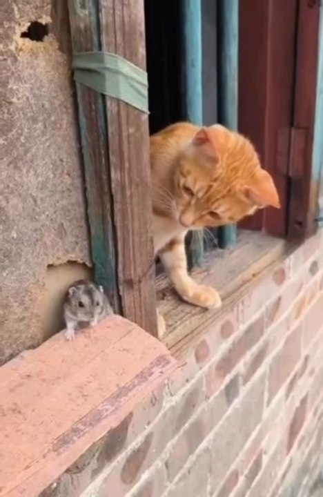 TOM AND JERRY