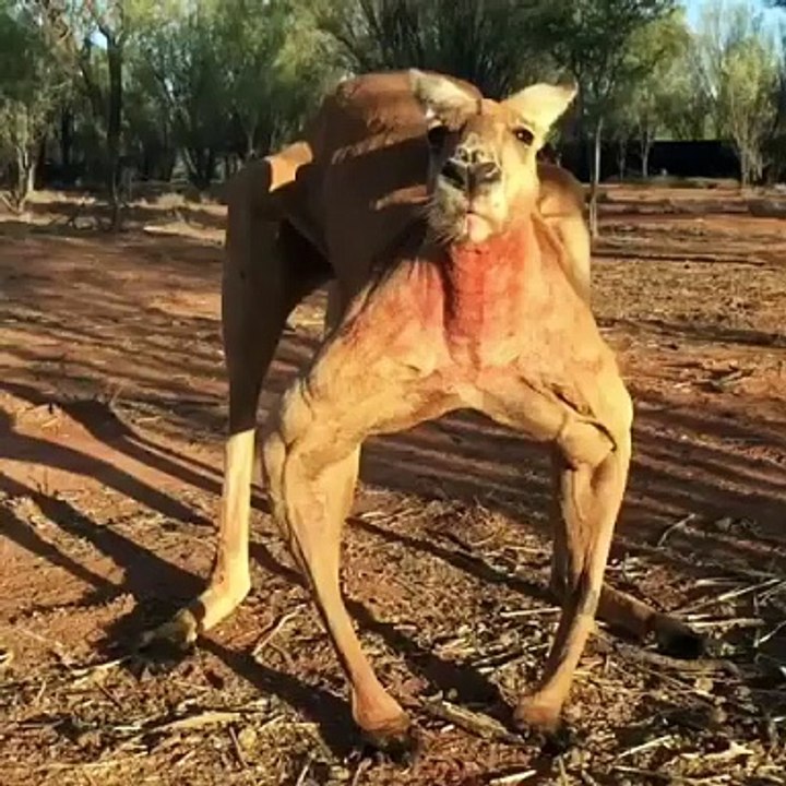 Meet Roger: The Alpha Male