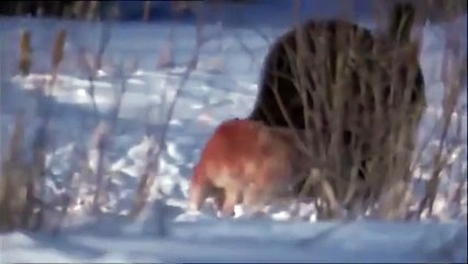 Desperate Wolf Takes on Buffalo Alone: Risking It All!