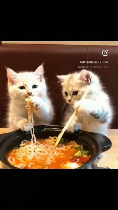 So Intelligent Cat