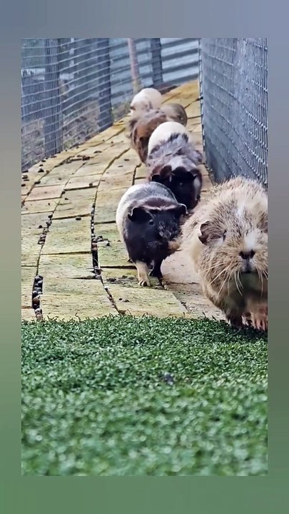 Little Cute souls walking