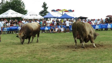 Azov od Brašnarevića i Golub od Patkovića Vlašić 2024