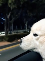 Dogs Having Fun at the Park