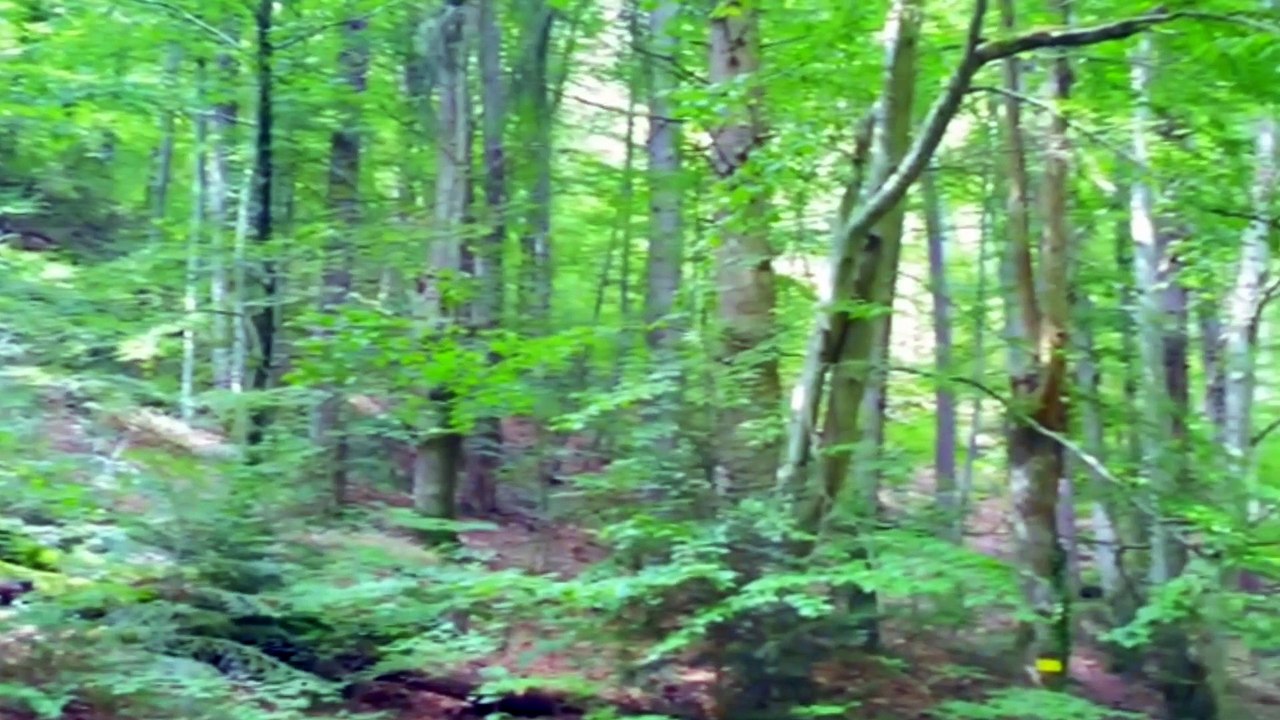 beutiful forest in france clermont farrand