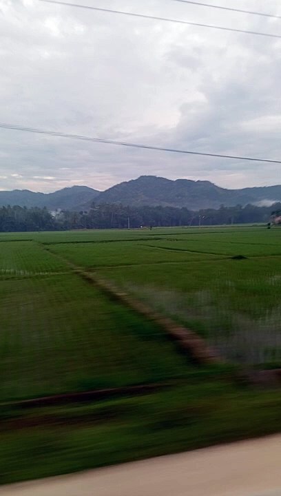 persawahan