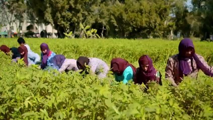 مسلسل يونس ولد فضة الحلقة 1 عمرو سعد و ريهام حجاج