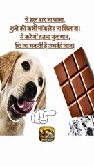 कुत्तों को चॉकलेट   #shorts #shortsfeed #dogs #chocolate #ShriKaviKumar
