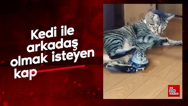 Kedi ile arkadaş olmak isteyen kaplumbağa