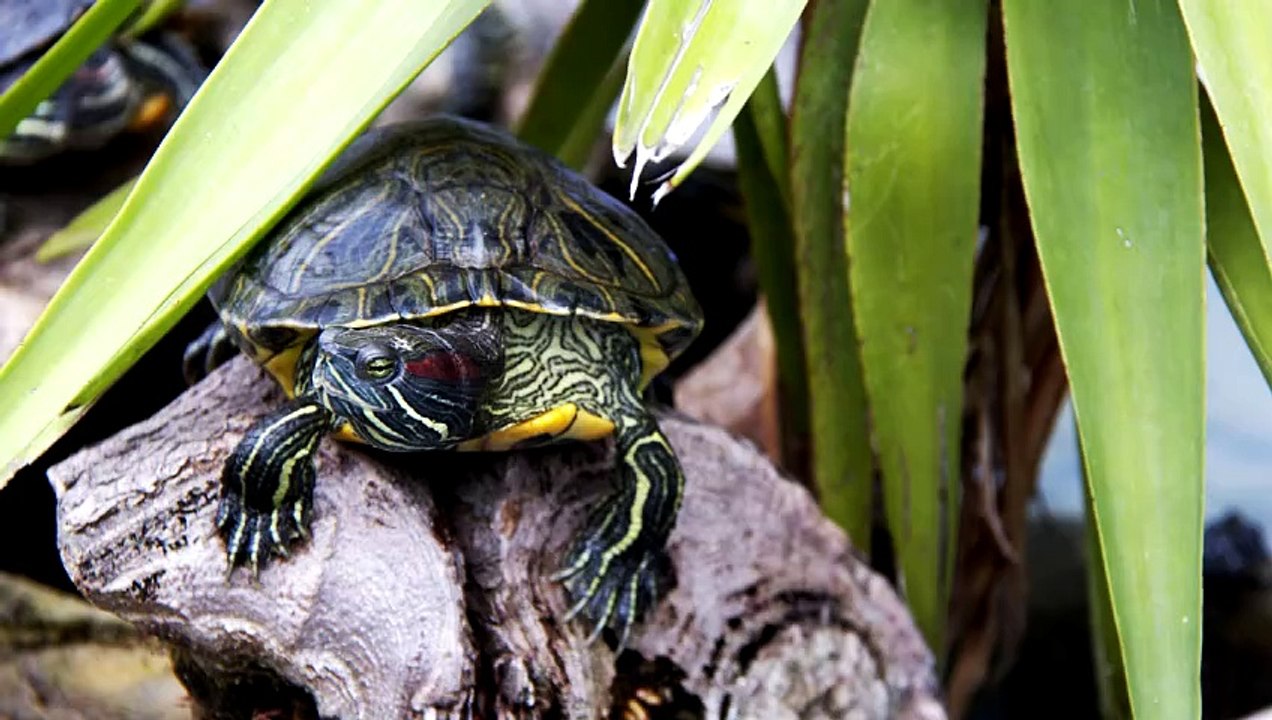Turtle