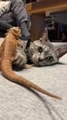 Bearded Dragon Cuddles and Plays With Cat