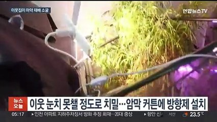 '이웃집'에서 마약 키울 줄은…도심 대마 재배 기승