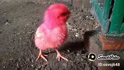 Colorful Chicks Cute