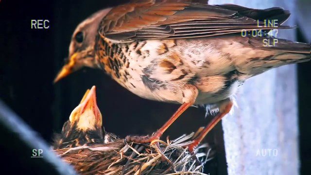 Bird taking care of the chicks in the nest