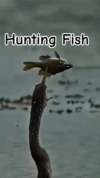 Fish Hunting