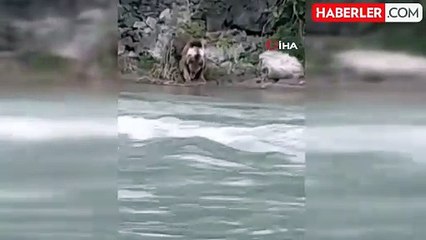 Tunceli'de çayda serinleyen boz ayı görüntülendi