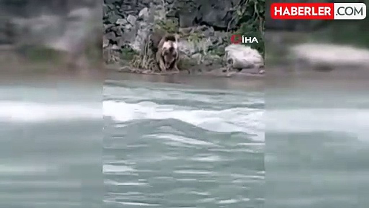 Tunceli'de çayda serinleyen boz ayı görüntülendi