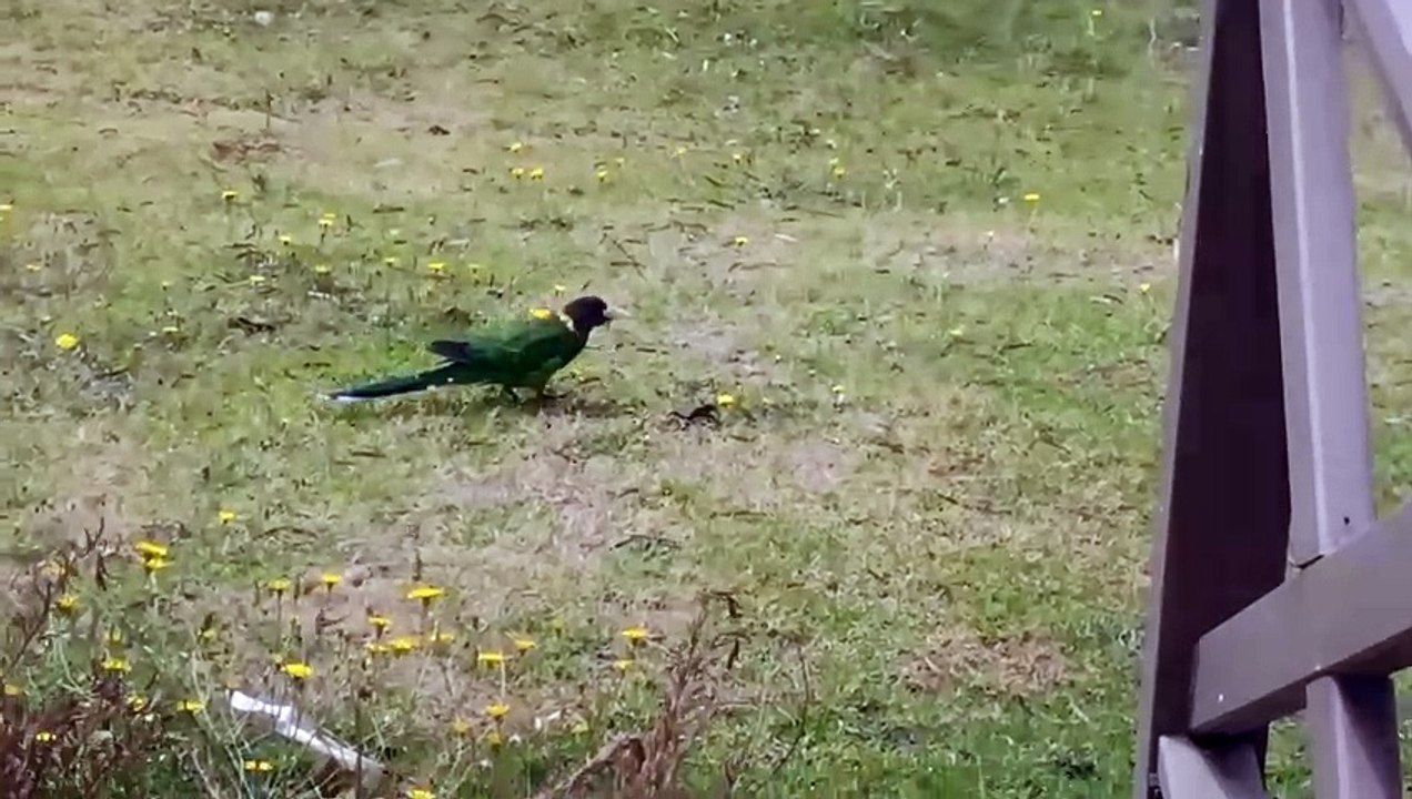 The grazing Parrot