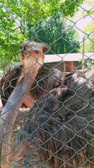 Playful Ostrich