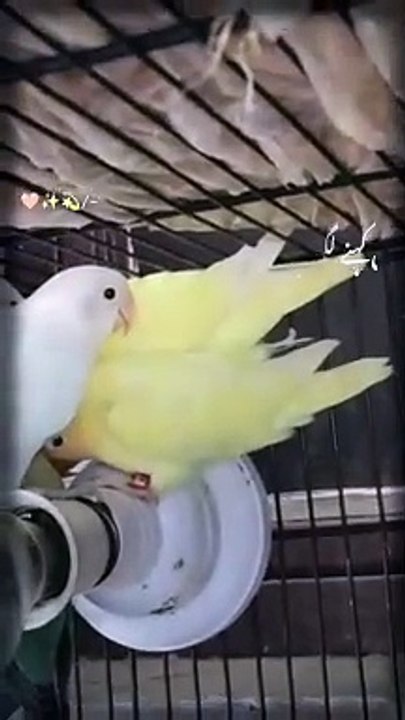 Birds 14.7.24