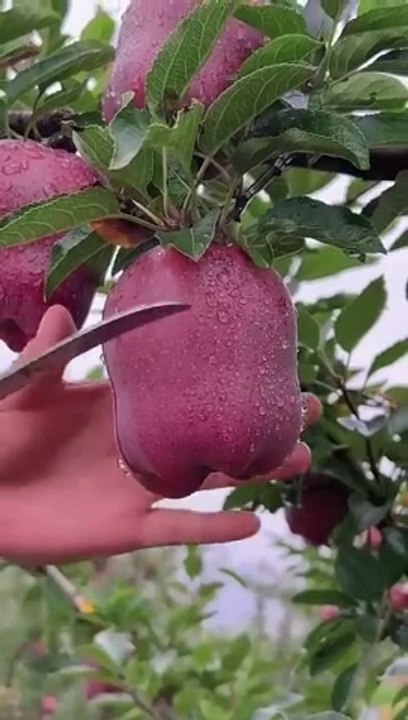 Delicious red apple cutting - Farm fresh ninja fruit cutting
