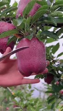 Delicious red apple cutting - Farm fresh ninja fruit cutting