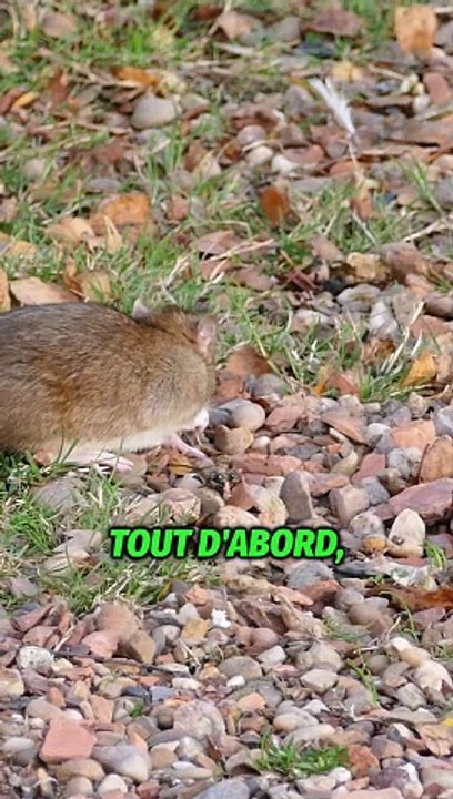 les rats moins populaires en France