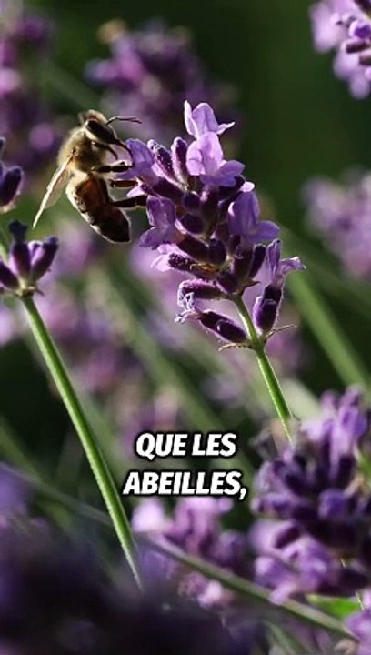 L'importance de ne pas couper l herbe