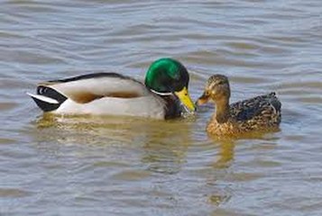 D'où vient l'expression etre un canard