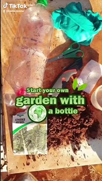 start your own bottle garden