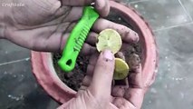 How to plant lemon tree at home  