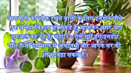 10 Beautiful Indoor Plants for Beginners #news #tips #tricks #life #rain #viral #video