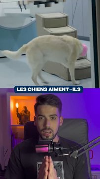 Les chiens aiment t ils vraiment leurs maitres