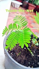 Touch me not : plant's
