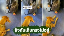 สุนัขตำรวจจ้องตุ๊กตาผู้โดยสาร เจอของแพ้ทางอาการก็จะประมาณนี้