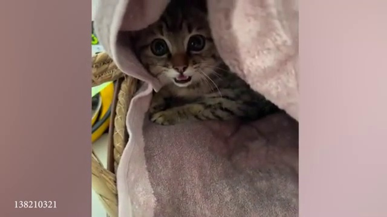 A_selection_of_Weird_Cat_Behaviors__Funny_Cat_Videos_of_2024