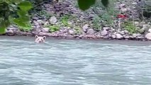 Munzur Nehri'nde serinleyen bozayı kamerada