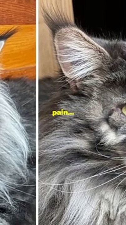 Hamilton's Eye Surgery: A Pet's Journey to Better Vision! #shorts